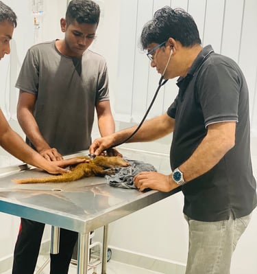 Veterinarian performing emergency examination on a small animal at Pet Pulse Animal Hospital Battara