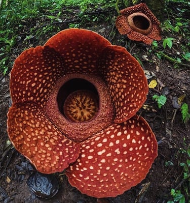 A Sumatra's Giant Flower, Rafflesia Arnoldi