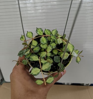 Hoya curtisii inner variegated with splash leaves and creamy center