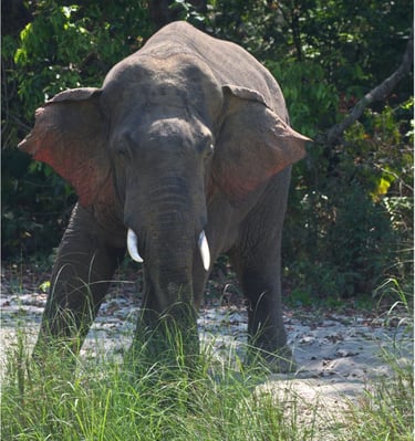 Elephant into Bardiya National Park