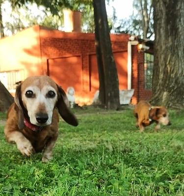 a dog is running through the grass in the yard