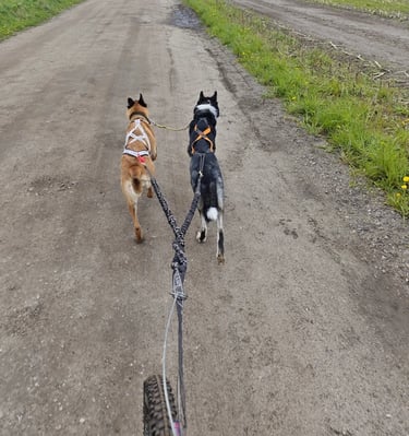 Zwei Hunde gemeinsam beim Zughundesport. Training für Leinenführigkeit und Sozialverhalten