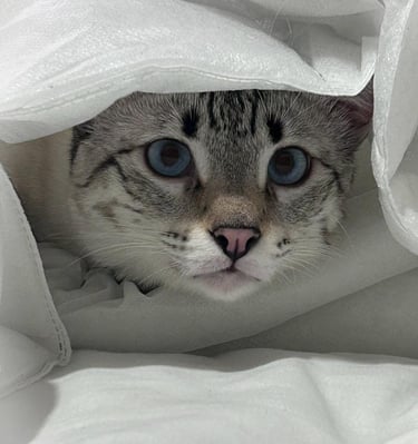 Gatto Savannah maschio