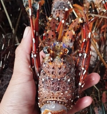 lobster air laut, lobster