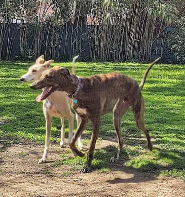 two dogs are running in the grass