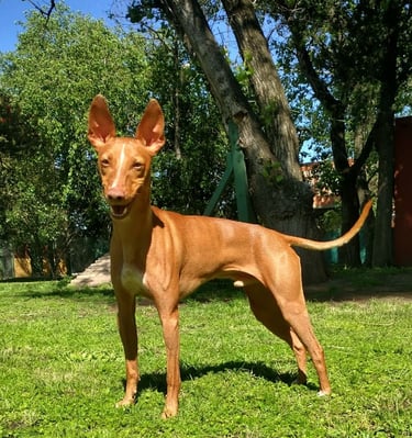 a dog is standing in the grass 