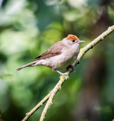 Mönchsgrasmücke auf einem Zweig. Foto: Philipp Geisler