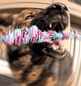 dynamisches Foto eines Deutschen Schäferhundes, der einen grossen Knoten beisst