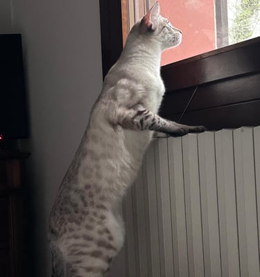 Gatto Savannah maschio