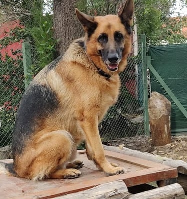 a dog sitting on a wooden platform 