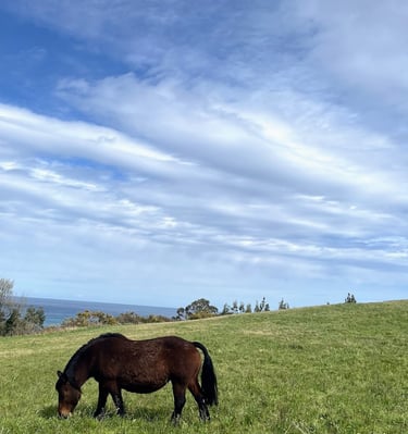 So many things to do. Hike along the Camino De Santiago or treck to lost beaches. A delight!