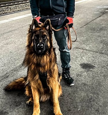 photo of smiling man standing at train station with young German Shepherd
