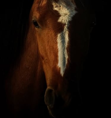 A horse portrait ala Rembrandt