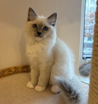 blue mitted ragdoll kitten