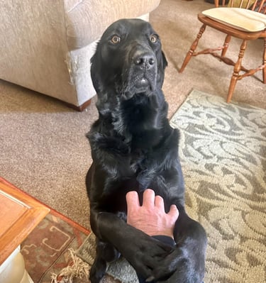 Black Lab in prayer position