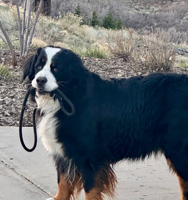 Bernese Moutain Dog carrying leash