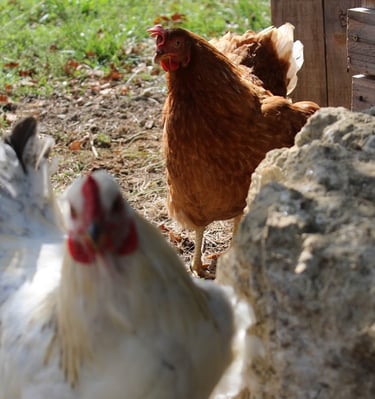 Ferme de Belon : poules CBD