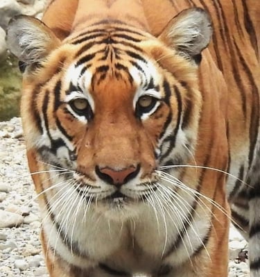 tigre dans le Parc National de Bardiya