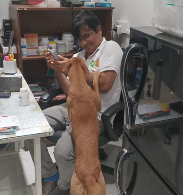 Emergency veterinary consultation for a dog at Pet Pulse Animal Hospital in Battaramulla