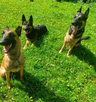 Soziale Interaktion und positive Erfahrungen im Training. Hunde beim gemeinsamen sozialen Spiel