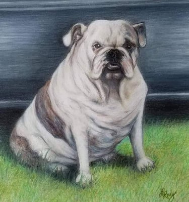 Bulldog, colored pencil on 9x12 paper, Laura Roy artist, 2017