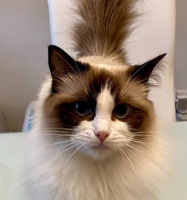 Ragdoll, Kitten, Cat, Queen