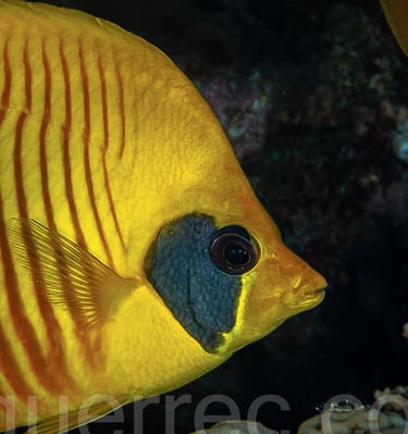 Poisson papillon jaune masqué - El Qseir - EGYPTE