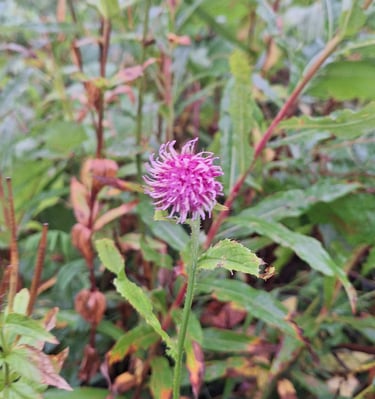 one small and pink Alpine Tistle around other plants