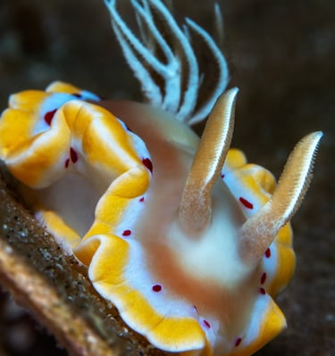 Doris ensanglantée - Ardeadoris cruenta - Anilao - PHILIPPINES