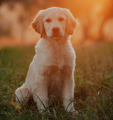 cucciolo di golden retriever al tramonto