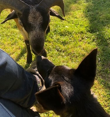 Ferme de Belon animaux CBD