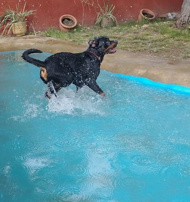 a dog is playing in the water in a pool