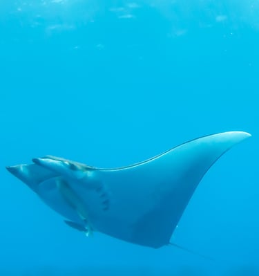 Manta - ACORES