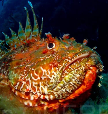 Chapon - Port Cros - FRANCE