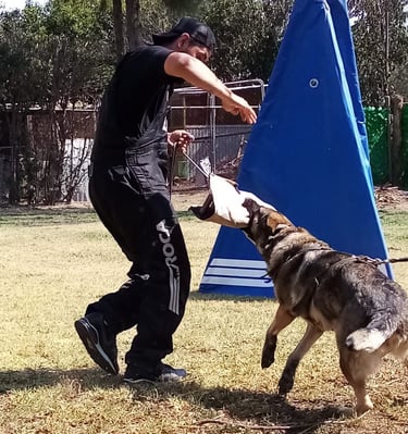 perros de proteccion