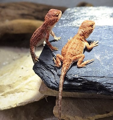 Tympanocryptis centralis Jungtier