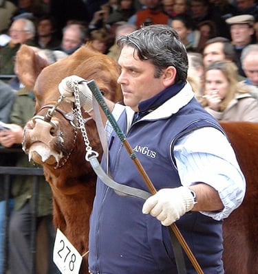 Martín Facundo Lizaso con Brujo en la pista de Palermo rumbo a la jura donde resultó Reservado GCM.