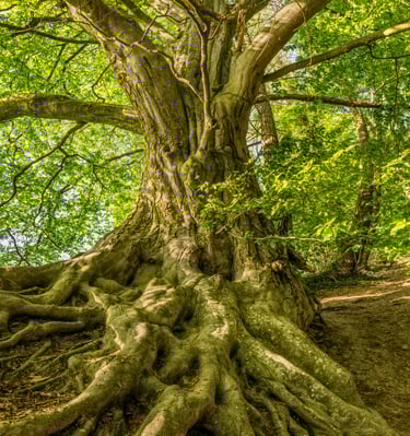 Center, Ground, Stability, aura system, chakra system, purification, energy, mind, body, spirit, spi