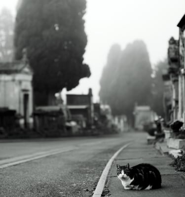 a cat laying on the side of a road