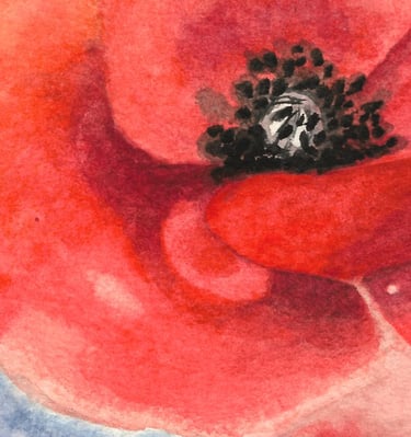 a red poppy flower with a white background