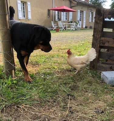 Ferme de Belon rottweiler et poule