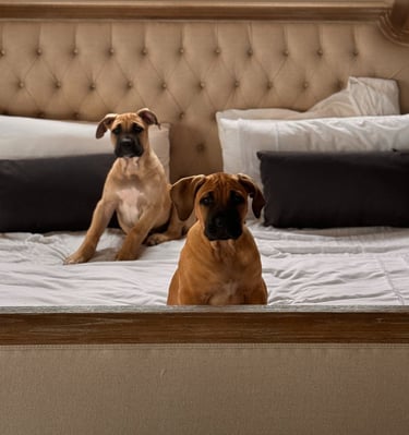 Boerboel Puppies on bed