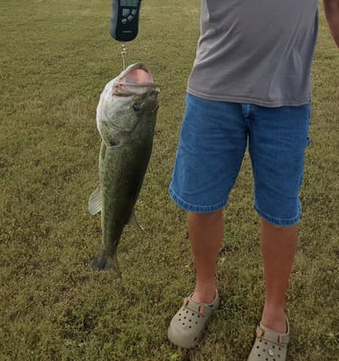 Huge bass at Lake Osprey RV Resort