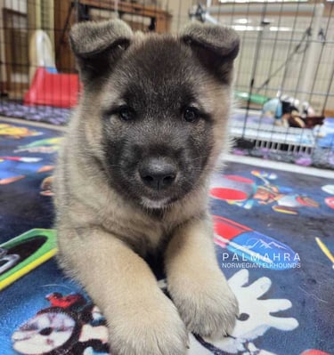 Norwegian Elkhound puppy