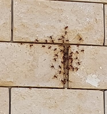 דותן המדביר - מדביר מורשה אור עקיבא