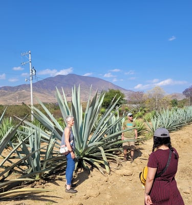 Tour de mezcal en Oaxaca