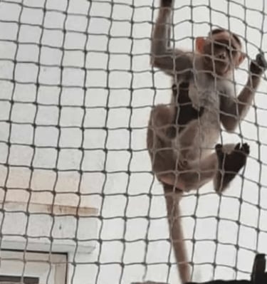 Close-up of sturdy monkey safety netting securely fastened on a residential balcony.