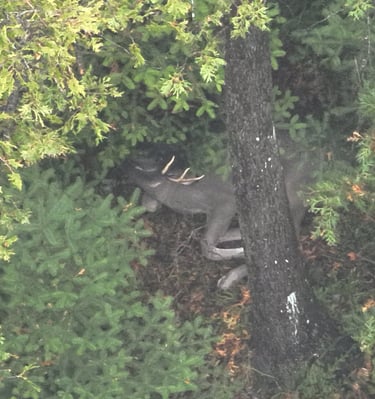 A white-tailed buck with antlers camouflaged in a dense forest of pine and deciduous trees.