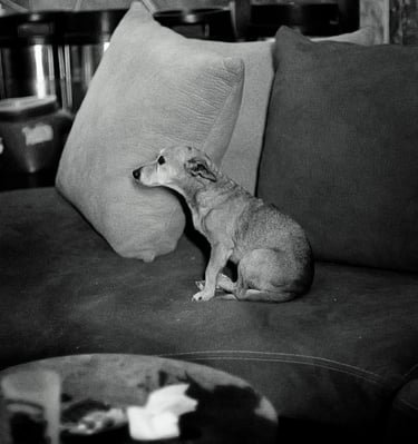 a dog sitting on a couch with pillows and pillows
