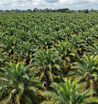 A sunlit field of lush green maize stretching toward the horizon under a clear blue sky.
